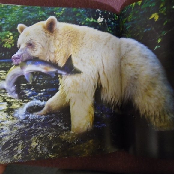 NATIONAL GEOGRAPHIC, BEAR: SPIRIT OF THE WILD. SPIRIT BEARS, GRIZZLIES, POLAR... - Picture 10 of 14
